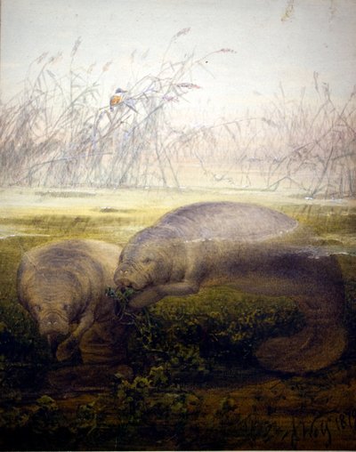 Manatee, 1879 by Joseph Wolf